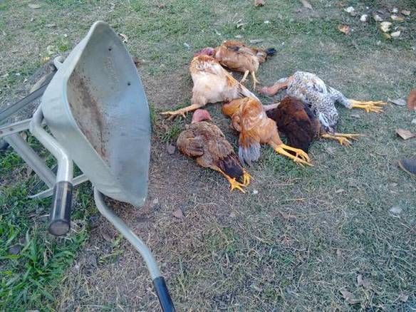Imagem engraçada Capotamento Mata 6 no Interior no iPiadas