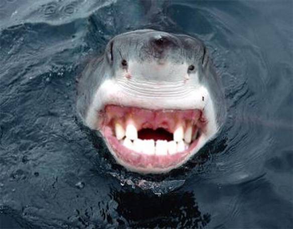Imagem engraçada Tubarão Que Tentou Morder o Surfista no iPiadas