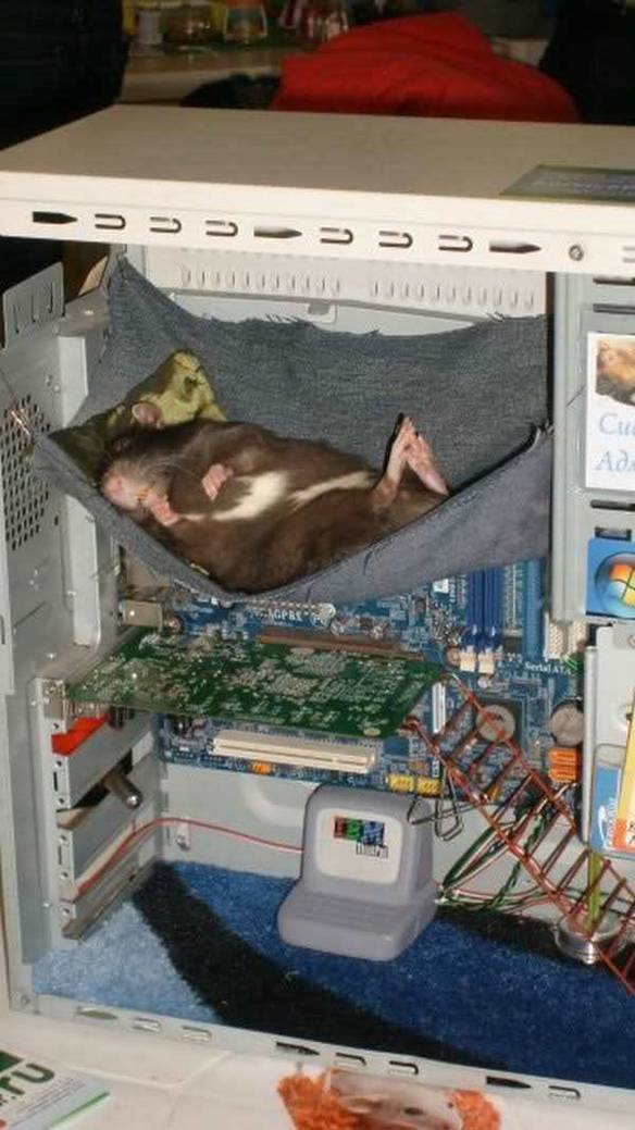 Imagem engraçada Suporte 24 Horas no iPiadas