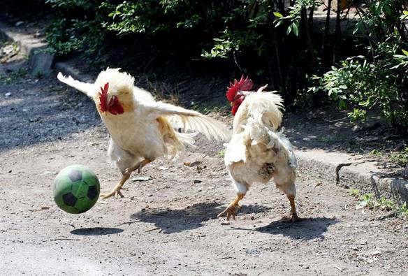 Imagem engraçada Torcendo pro Galo no iPiadas
