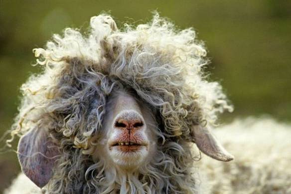 Imagem engraçada Comprei Uma Ovelha e Ela Se Chama David Luiz no iPiadas