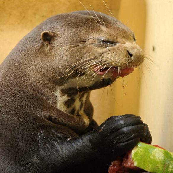 Imagem engraçada Sua Cara Quando a Cerveja Está Choca no iPiadas