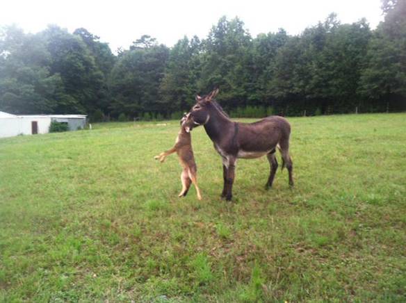 Imagem engraçada Não Mexa Com o Burro no iPiadas