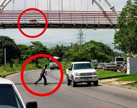 Imagem engraçada Dois Animais, Mas Um É Mais Esperto no iPiadas
