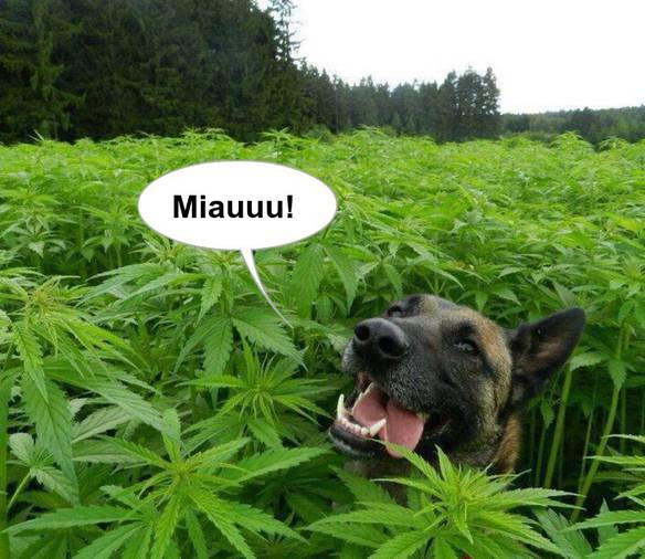 Imagem engraçada Miauuu! no iPiadas