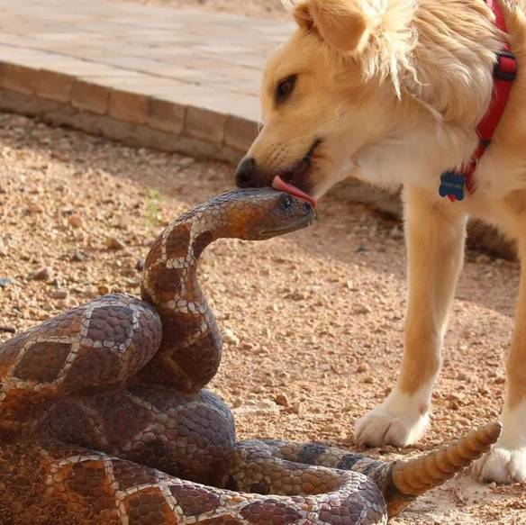 Imagem engraçada Me Dá Um Beijinho no iPiadas