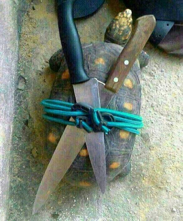 Imagem engraçada Verdadeira Tartaruga Ninja no iPiadas