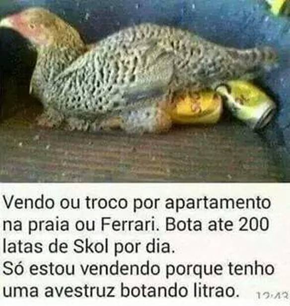 Imagem engraçada Galinha Boa no iPiadas