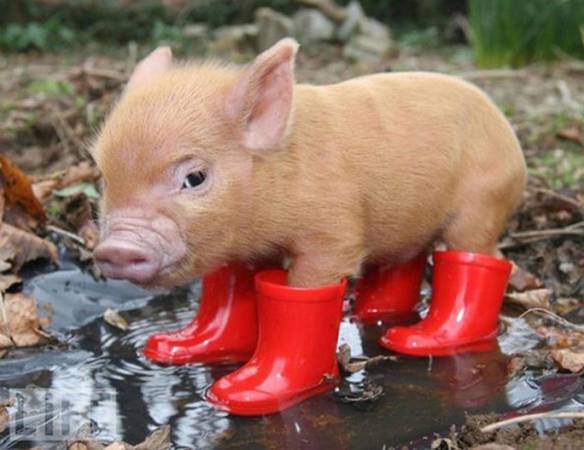 Imagem engraçada Pra Não Sujar as Patas no iPiadas