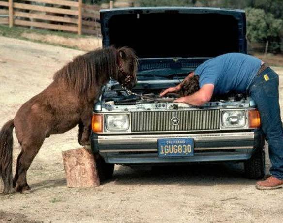Imagem engraçada Descobri o Problema, Seu Mecânico É Um Cavalo no iPiadas