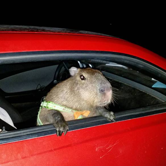 Imagem engraçada Entre Logo no Carro no iPiadas