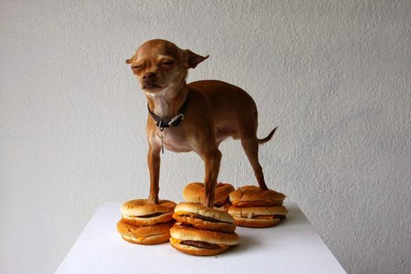 Imagem engraçada Chihuahua nos Hambúrgueres no iPiadas