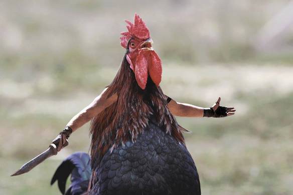 Imagem engraçada Galo Guerreiro no iPiadas