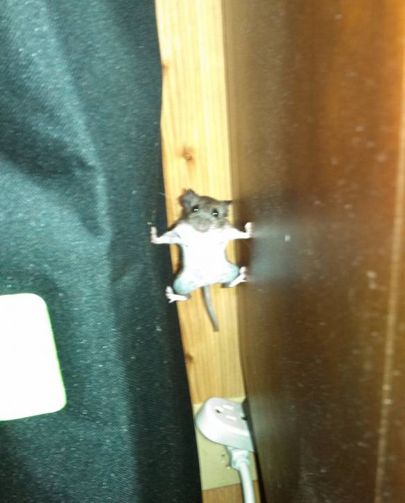 Imagem engraçada Ratinho em Missão Impossível no iPiadas