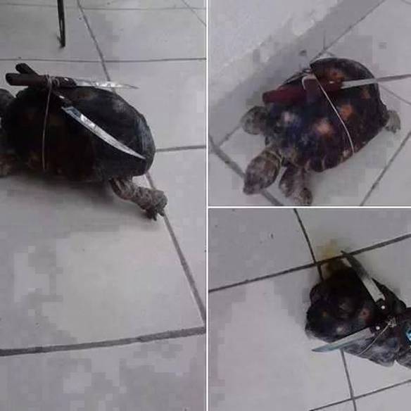 Imagem engraçada Tartaruga Ninja Real no iPiadas