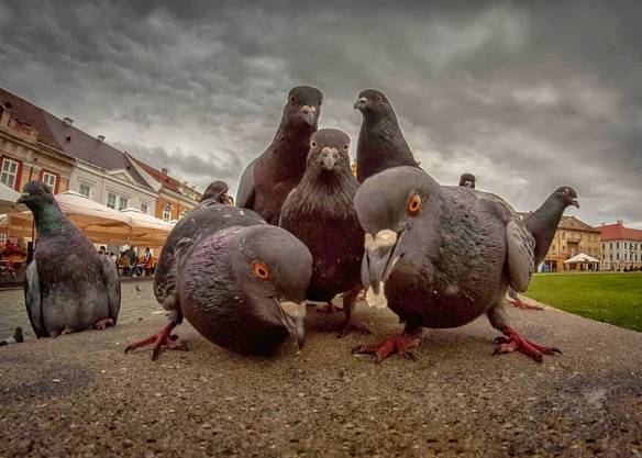 Imagem engraçada Pombos Com Estilo no iPiadas