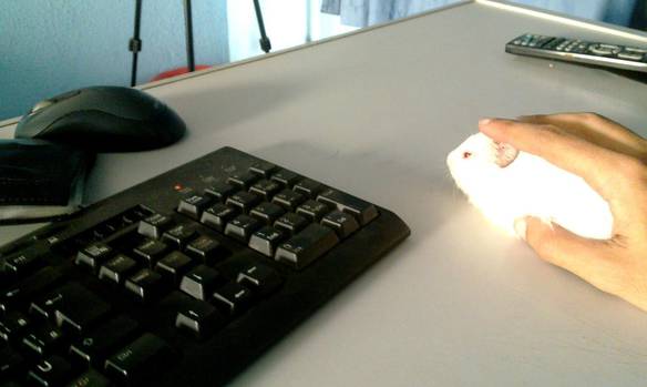 Imagem engraçada Mouse Sem Fio no iPiadas