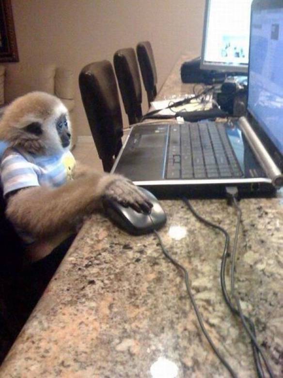 Imagem engraçada Internet Primata no iPiadas