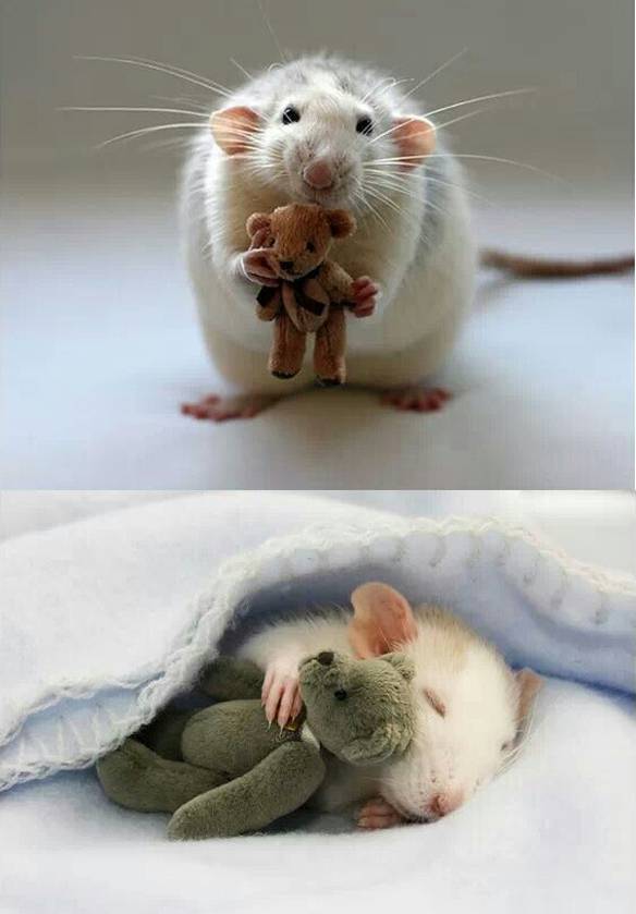 Imagem engraçada Ratinho Apegado no iPiadas