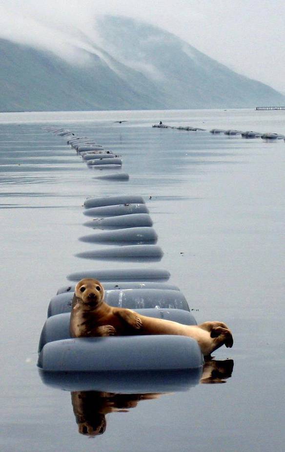 Imagem engraçada Foca Modelo no iPiadas