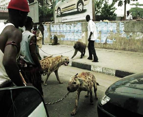 Imagem engraçada Pit bull é Passado no iPiadas