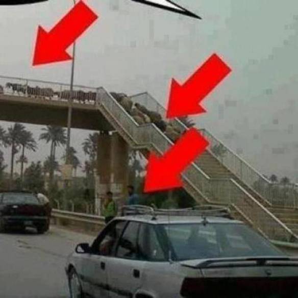 Imagem engraçada Inteligência Animal no iPiadas