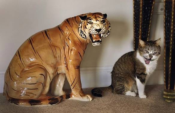 Imagem engraçada Gato Selvagem no iPiadas