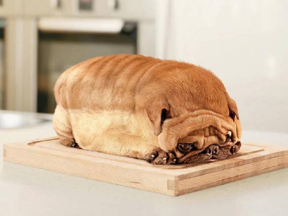 Imagem engraçada Cão de Forma no iPiadas
