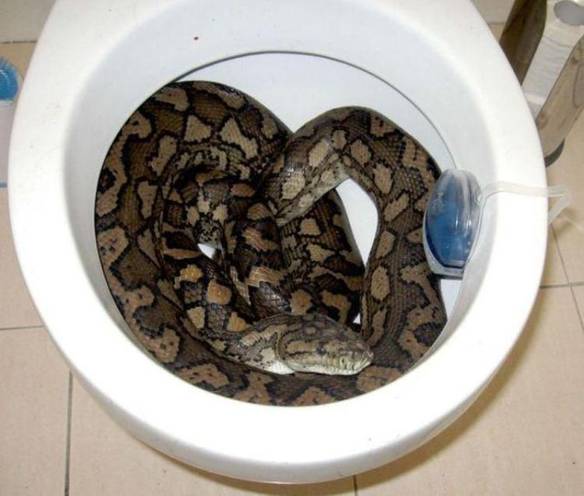 Imagem engraçada Pra Trancar o Intestino pra Sempre no iPiadas