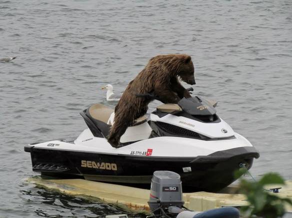 Imagem engraçada Normal Como Um Urso de Jet Ski no iPiadas