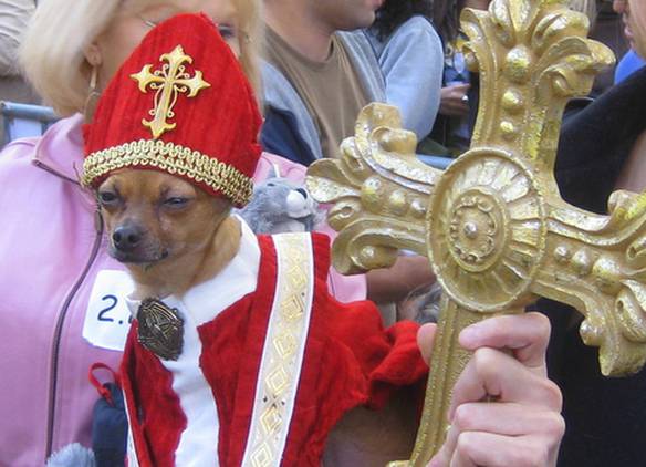 Imagem engraçada Cão Papa no iPiadas