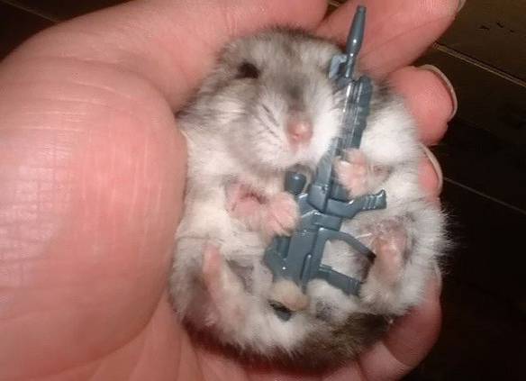 Imagem engraçada Hamster Traficante no iPiadas