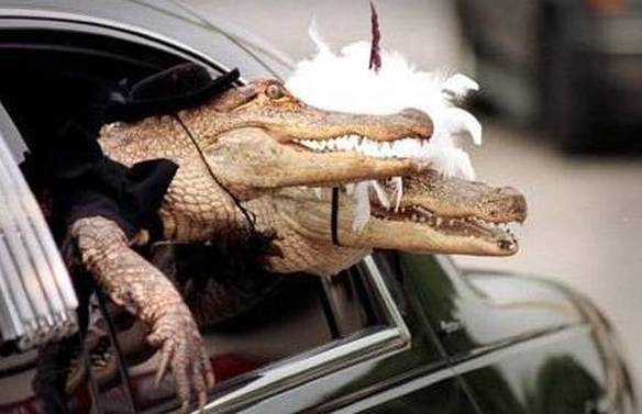 Imagem engraçada Casamento Selvagem no iPiadas