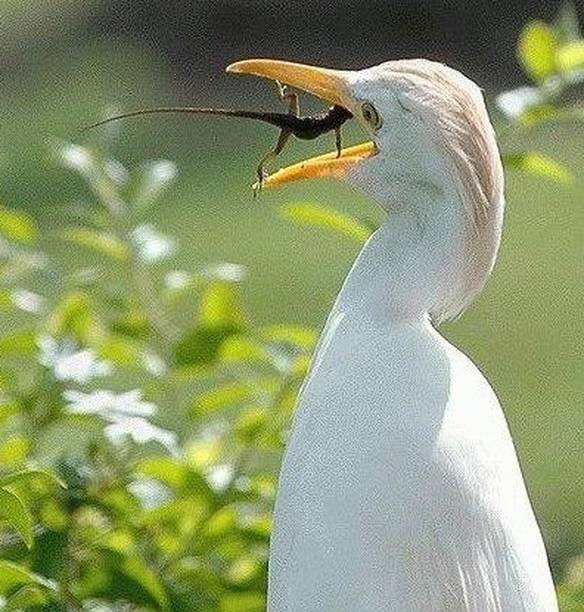 Imagem engraçada Questão de Sobrevivência no iPiadas