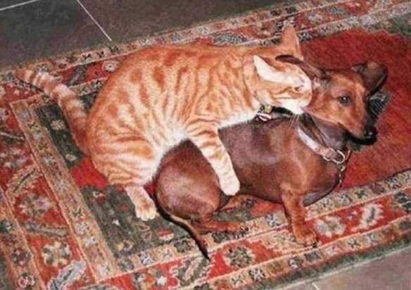 Imagem engraçada Gato Sexual no iPiadas
