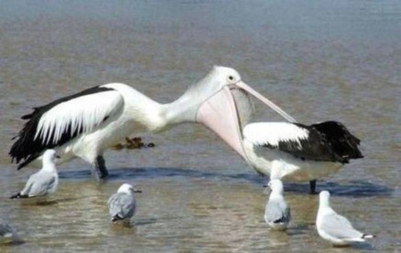 Imagem engraçada Isso é Cárie? no iPiadas