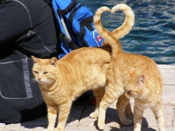 Imagem engraçada Coração Felino no iPiadas