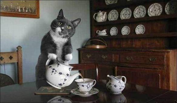 Imagem engraçada Gentileza Em Animal no iPiadas