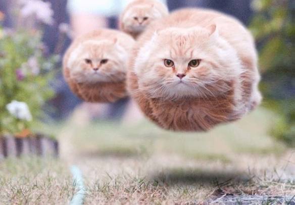 Imagem engraçada Gato Bola no iPiadas