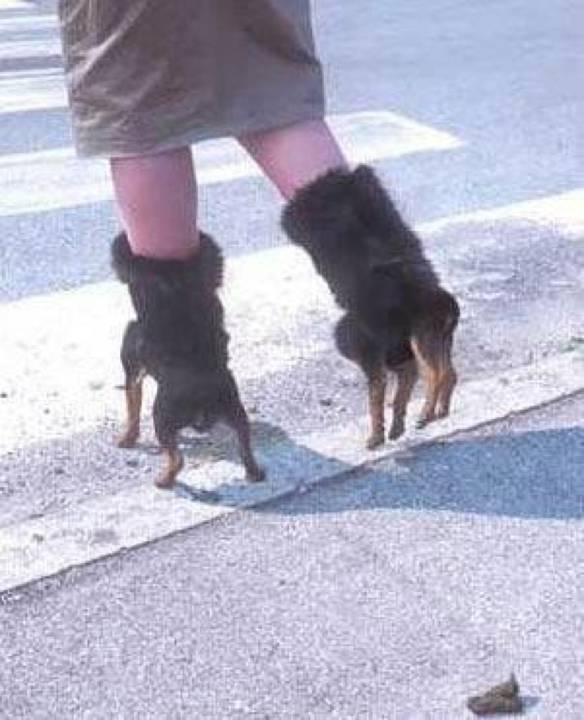 Imagem engraçada Pantufa Pinscher no iPiadas