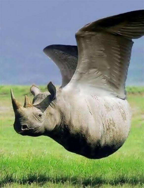 Imagem engraçada Rinoceave no iPiadas