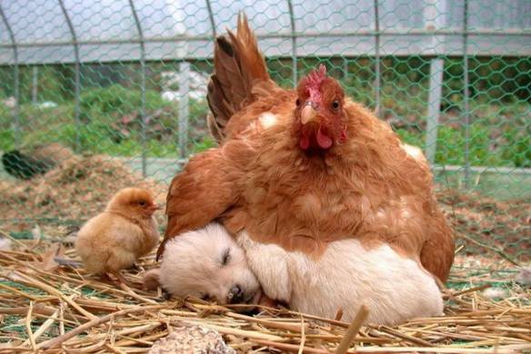 Imagem engraçada Chocando o Cachorrinho no iPiadas
