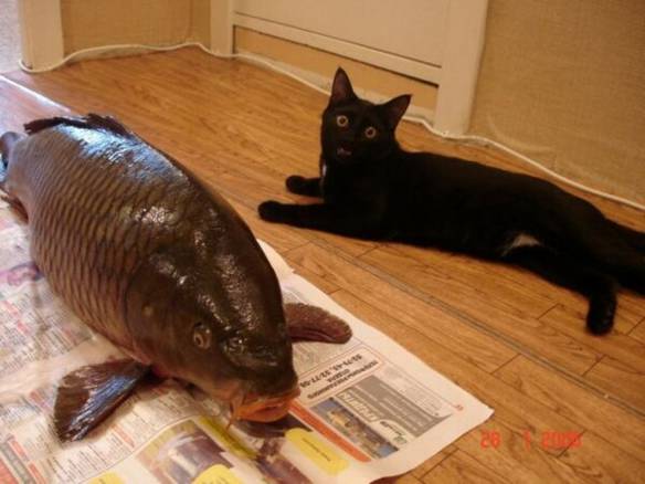 Imagem engraçada Comendo o Peixinho no iPiadas