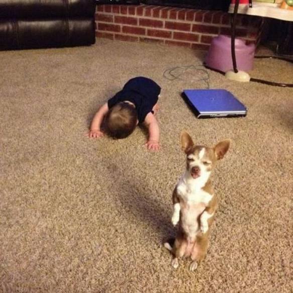 Imagem engraçada Prece Canina no iPiadas