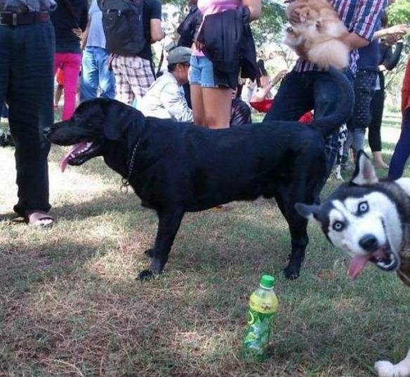 Imagem engraçada Quero Aparecer Também! no iPiadas
