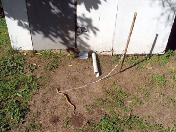 Imagem engraçada Cobra de Estimação no iPiadas