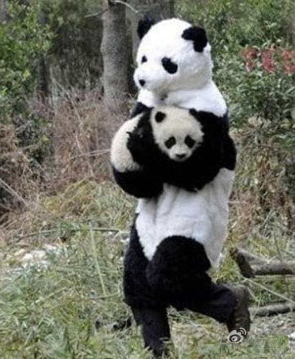 Imagem engraçada Panda Suspeito no iPiadas