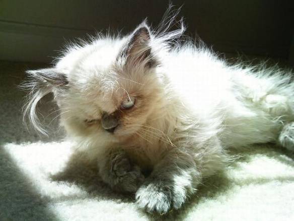 Imagem engraçada Gato da Maldade no iPiadas