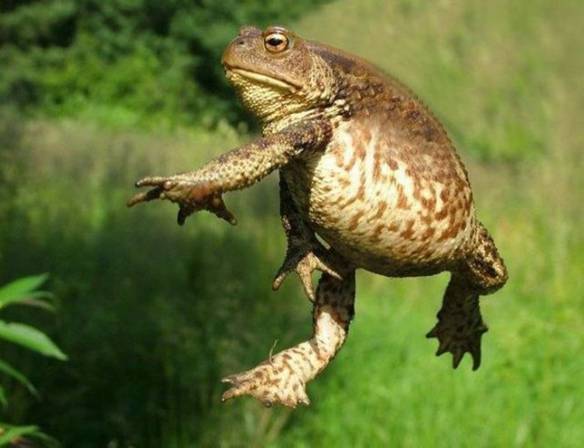 Imagem engraçada Eu Sou o Sapo Cururu no iPiadas