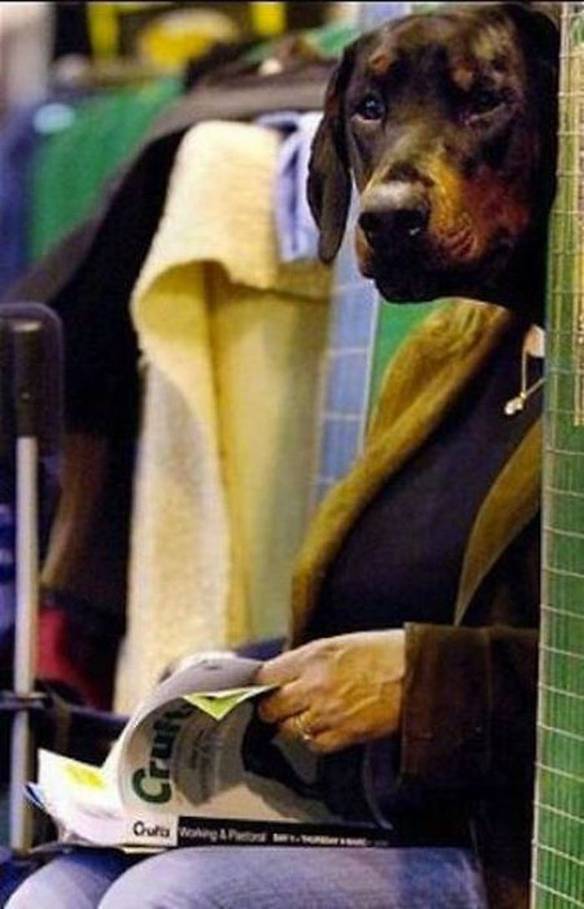 Imagem engraçada Cara de Cão no iPiadas